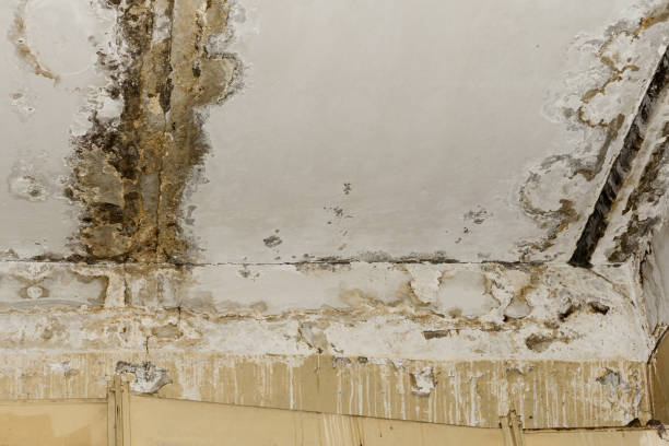 Best Environmental Consulting for Mold Prevention  in Breezy Point, MN