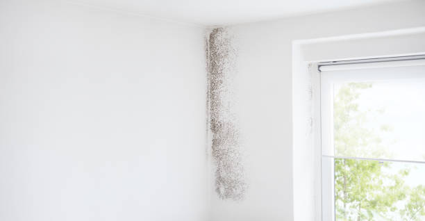 Best Airborne Mold Testing  in Breezy Point, MN