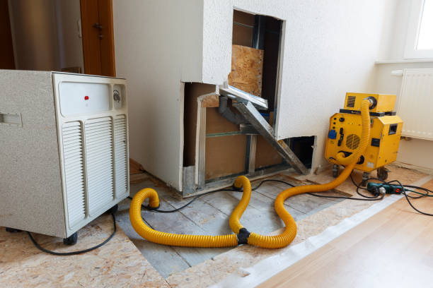 Best Attic Mold Removal  in Breezy Point, MN