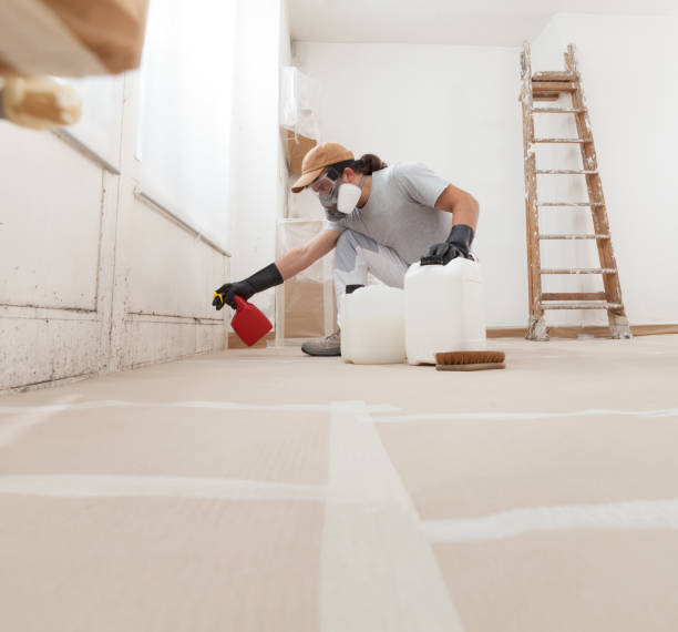 Best Basement Mold Removal  in Breezy Point, MN