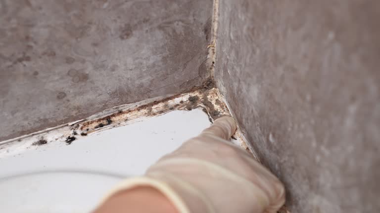 Professional Mold Removal in Breezy Point, MN